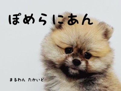 【 ポメラニアン 】これぞタヌキ顔!とっても可愛い個性派ポメラニアン登場!!