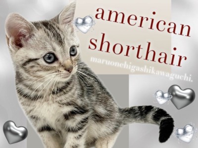 【 アメリカンショートヘア 】誰もが知る人気者！美しい模様に惚れ惚れする人続出！