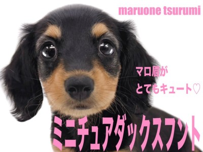 【 ミニチュアダックスフント 】艷やかなブラック＆タンカラーの女の子！！