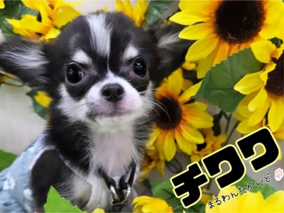 【 チワワ 】性格良し！ビジュアル良し！多頭飼いにもお勧めなフレンドリードッグ！