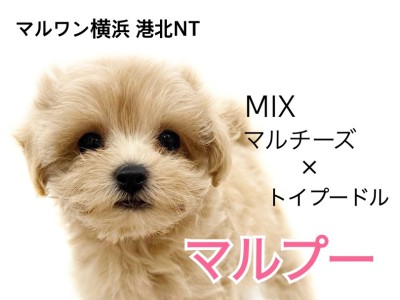 【 MIX 】マルチーズとトイプードルの遺伝子！癒し系マルプー