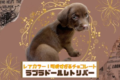 【 ラブラドール・レトリバー 】珍しいチョコカラーの女の子がやってきた！