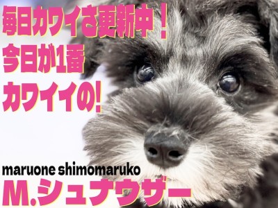 【 シュナウザー 】容姿も仕草も性格も可愛い！スキンシップが大好きなパートナー犬