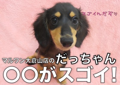 【 ミニチュアダックスフント 】輝きがレベチ！だっちゃんの〇〇がスゴイ！！