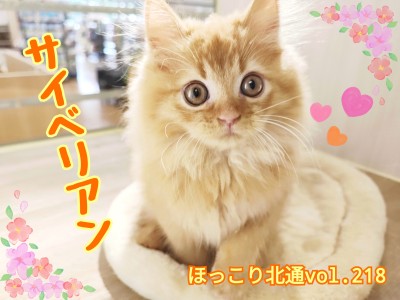 【 ほっこり北通vol.218 】元気いっぱい遊び上手なサイベリアンくん登場！
