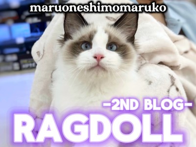 【 ラグドール 】青い瞳とハチワレに磨きをかけた癒し猫の成長記録を大田区から発信