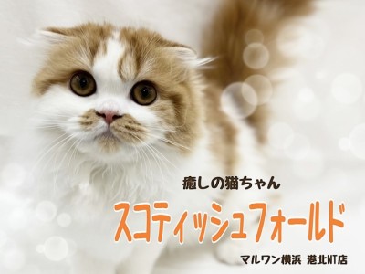 【 スコティッシュフォールド 】多頭飼いにもオススメ！まん丸癒しの猫ちゃん