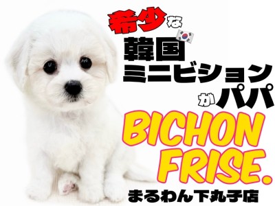 【 ビションフリーゼ 】パパはウワサのミニビション！魅力満載の出会いがここに！