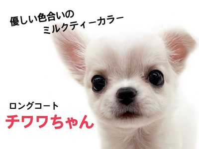 【 ロングコートチワワ 】世界で最も小さい純血種、チワワちゃんが降臨！！