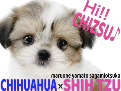 【 MIX 】チワワとシーズーの魅力満載！お顔もサイズ感も愛らしいチワズー！
