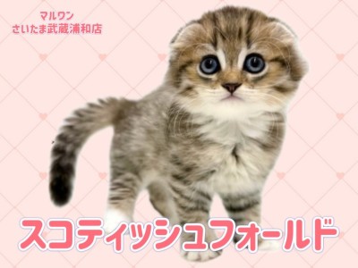 【 スコティッシュフォールド 】ブラウンタビー＆ホワイトの女の子が埼玉に登場