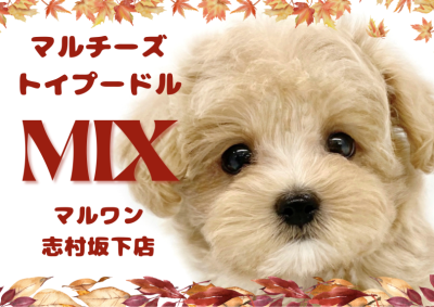 【 MIX 】大人気のミックス犬！一味違う癒しを持ったマルプーちゃんをご紹介！