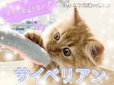 【 ほっこり北通vol.226 】遊ぶ姿は至福のきらめきサイベリアン!