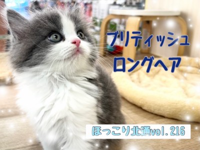 【 ほっこり北通vol.216 】気品あふれるブリティッシュロングヘア!