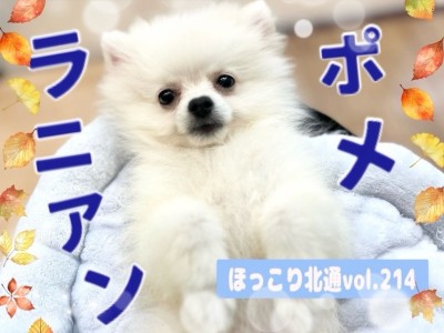 【 ほっこり北通vol.214 】毎日が大冒険!生後4ヶ月のポメラニアンくん