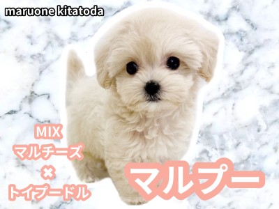【 MIX 】最強の遺伝子を受け継いだクリームカラーのプリンセスマルプー入店！