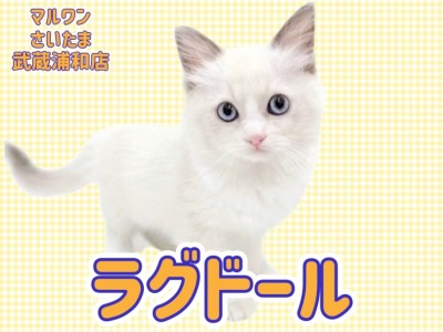 【 ラグドール 】穏やかで優しい性格が魅力！ブルーポイントバイカラーの女の子