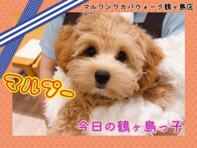 【 今日の鶴ヶ島っ子  】 癒し系マルプーちゃんのご紹介！