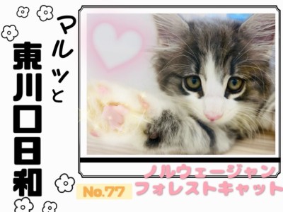 【 マルっと東川口日和No.77 】あなたに寄り添う大きな相方ノルウェージャン