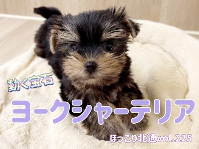 【 ほっこり北通vol.225 】宝石わんこヨークシャーテリアちゃん登場!