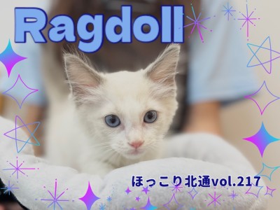 【 ほっこり北通vol.217 】全身で甘えてくれるラグドールくん入店!