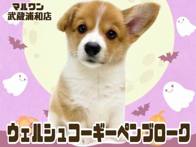 【 ウェルシュコーギーペンブローク 】美しいレッド＆ホワイトの女の子！