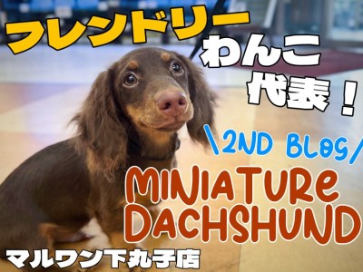 【 ダックスフント 】フレンドリーな性格で社交性バッチリ！トレーニング姿をご紹介
