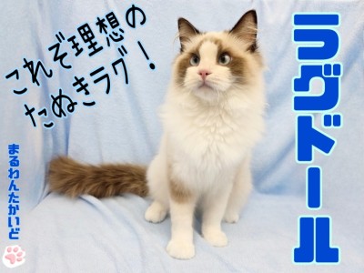 【 ラグドール 】甘えんぼたぬき顔男子!飼いやすさ抜群&多頭飼いのお家もお任せ!