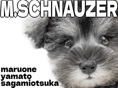 【 ミニチュアシュナウザー 】抜け毛の少なさと温和な性格で飼いやすいパートナー犬