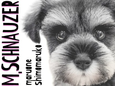【 ミニチュアシュナウザー 】優しいルックスと賢さが魅力の暮らしを彩る相棒犬！