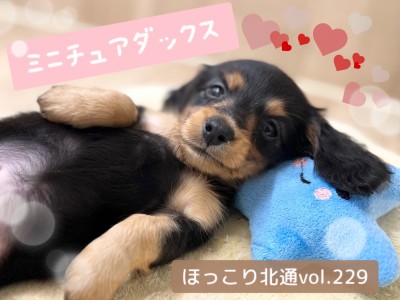 【 ほっこり北通vol.229 】無防備すぎるへそ天ポーズ!ミニチュアダックスちゃん
