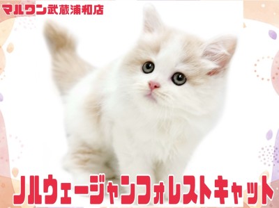 【 ノルウェージャンフォレストキャット 】抜群に可愛いお顔のプレミアムパピー