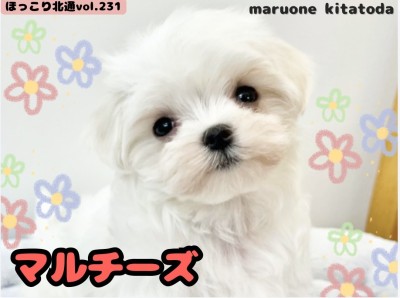 【 ほっこり北通vol.231 】埼玉県戸田市に純白な被毛を纏ったマルチーズ入店