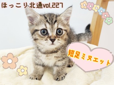 【 ほっこり北通vol.227 】甘えん坊な短足にゃんこミヌエットがやってきた!