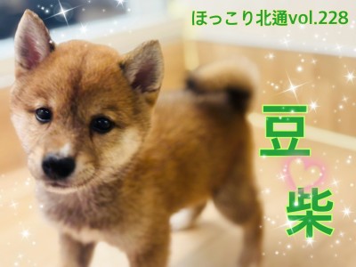 【 ほっこり北通vol.228 】小柄だけど凛々しい豆柴くんは魅力がいっぱい!