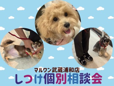【 しつけ個別相談会 】愛犬との絆の結び方レクチャーとお悩み相談！