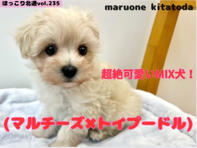 【 ほっこり北通vol.235 】最上級に可愛いMIXマルプーちゃん戸田市に登場