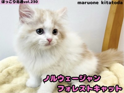 【 ほっこり北通vol.230 】北欧の森より降臨した毛量毛吹き抜群の女の子入店