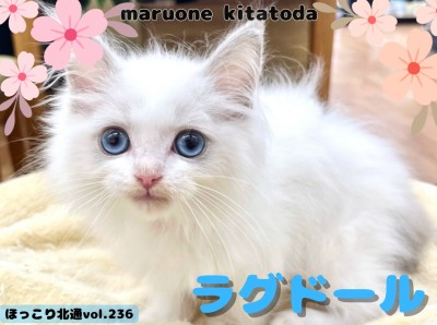 【 ほっこり北通vol.236 】まさにぬいぐるみ猫!生後2ヶ月のラグドールくん