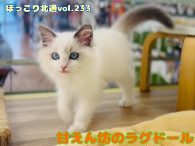 【 ほっこり北通vol.233 】ずっと喉ゴロゴロしっぱなしのラグドールちゃん!!