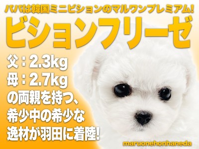 【 ビションフリーゼ 】両親2kg台の驚異の小さめ！通称ミニションが羽田に着陸！