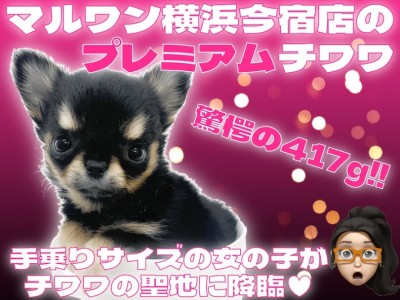 【 チワワ 】生後58日体重417gの手乗りサイズ!プレミアム要素満載の女の子!