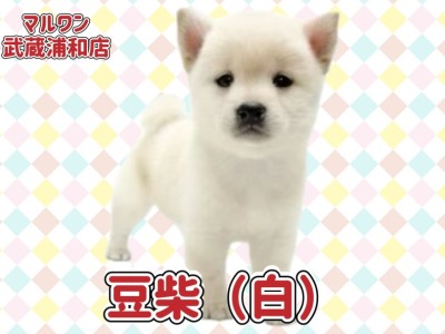 【 豆柴 】KC認定豆柴！希少な白豆柴の女の子が埼玉浦和に登場