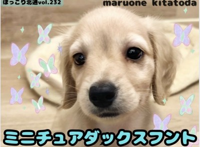 【 ほっこり北通vol.232 】温厚甘えん坊さんなミニチュアダックスフントくん