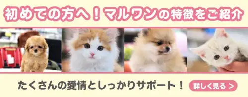 初めての方へ!マルワンの特徴をご紹介