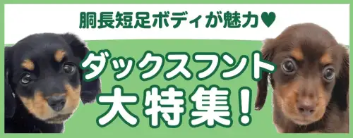 特集犬ダックスフント