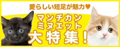 特集猫マンチカン・ミヌエット