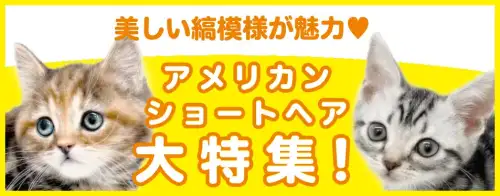 特集猫アメリカンショートヘア