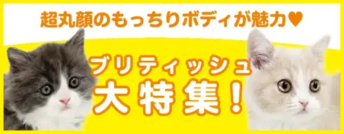 特集猫ブリティッシュショートヘア