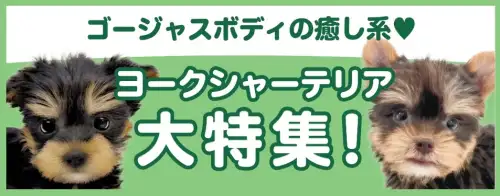 特集犬ヨーキー